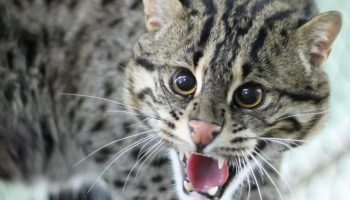 Et rovdyr, der svømmer bedre end fisk: dette dyr kan drukne en leopard og svømme 2 km ud i havet