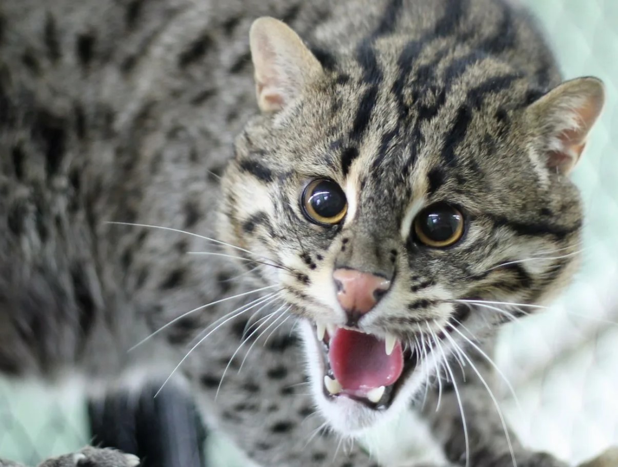 Et rovdyr, der svømmer bedre end fisk: dette dyr kan drukne en leopard og svømme 2 km ud i havet