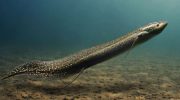 En fisk, der ånder luft og overlever planetens undergang: forskere har fundet opskriften på udødelighed i den