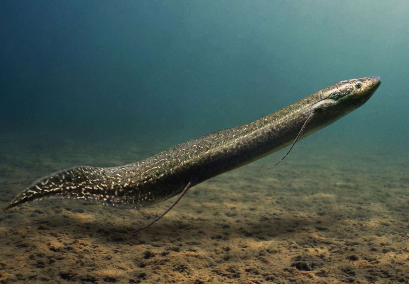 En fisk, der ånder luft og overlever planetens undergang: forskere har fundet opskriften på udødelighed i den