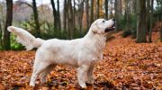 Engelsk cremefarvet golden retrievers grå liv bliver farverigt, efter mor bringer en ny hvalp hjem