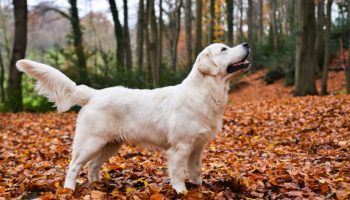 Engelsk cremefarvet golden retrievers grå liv bliver farverigt, efter mor bringer en ny hvalp hjem