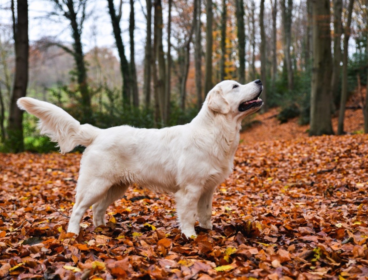 Engelsk cremefarvet golden retrievers grå liv bliver farverigt, efter mor bringer en ny hvalp hjem