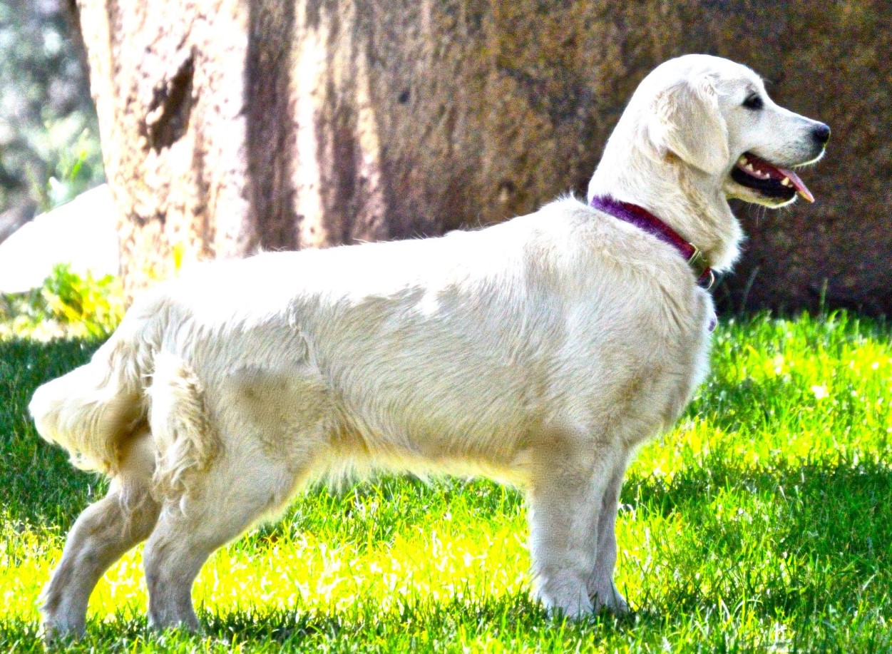 Engelsk cremefarvet golden retrievers grå liv bliver farverigt, efter mor bringer en ny hvalp hjem