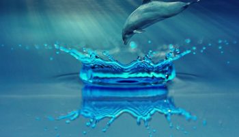 Omgivet af havet, men ude af stand til at drikke det: hemmeligheden bag overlevelsen for dyr, som havet forsyner med alt undtagen fugt