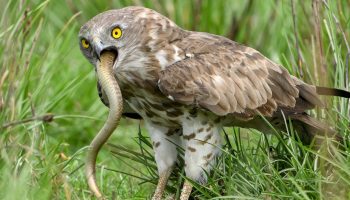 En fugl, der spiser slanger levende: et sjældent rovdyr fodrer sine unger med det, andre er bange for at nærme sig