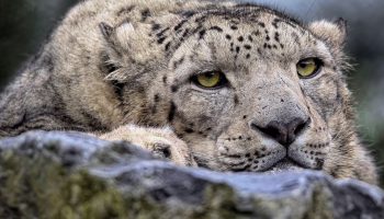 Bjergenes spøgelse træder frem fra skyggerne: planetens mest undvigende rovdyr viser sig for første gang for verden