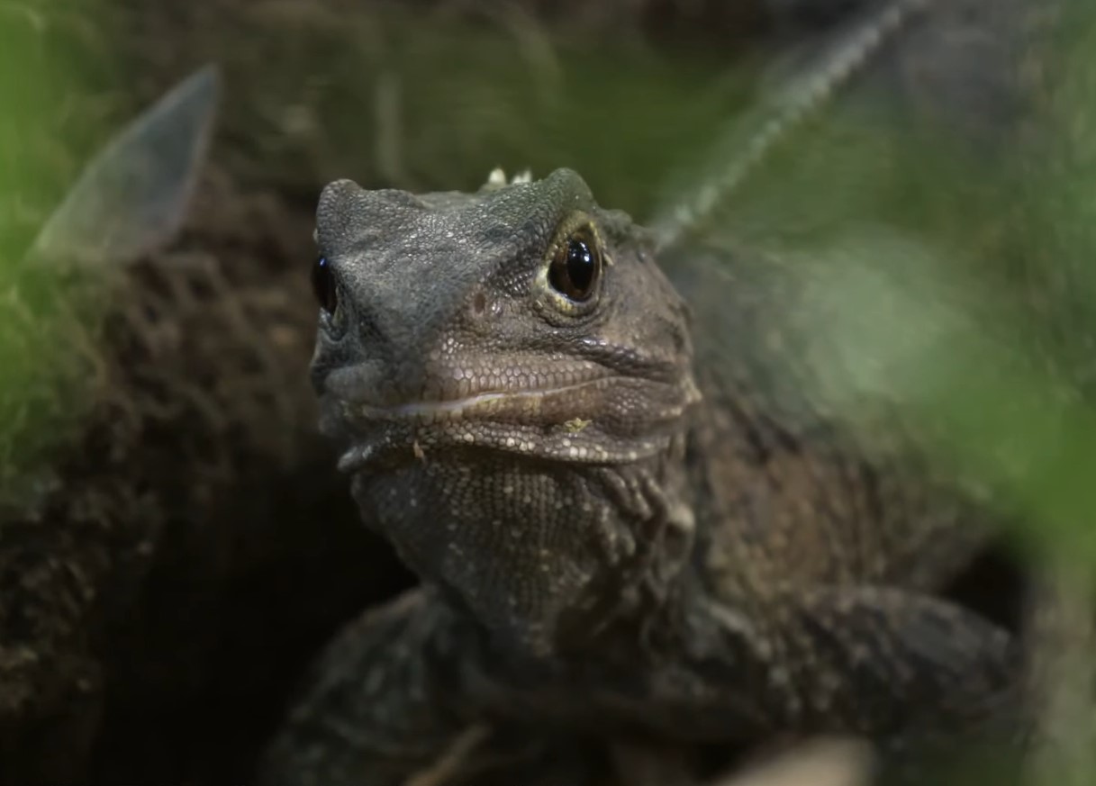 Et levende fossil med et tredje øje: et væsen, der overlevede mesozoikum og ikke har nogen intentioner om at forsvinde