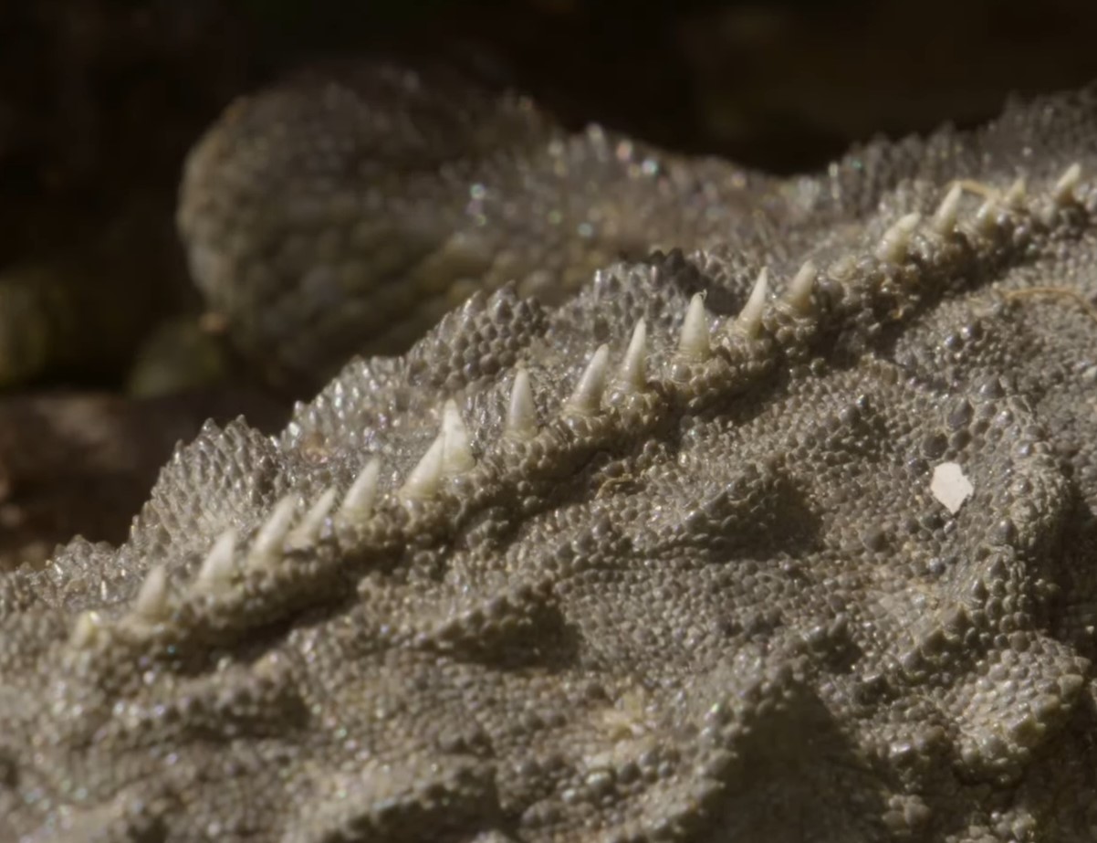 Et levende fossil med et tredje øje: et væsen, der overlevede mesozoikum og ikke har nogen intentioner om at forsvinde
