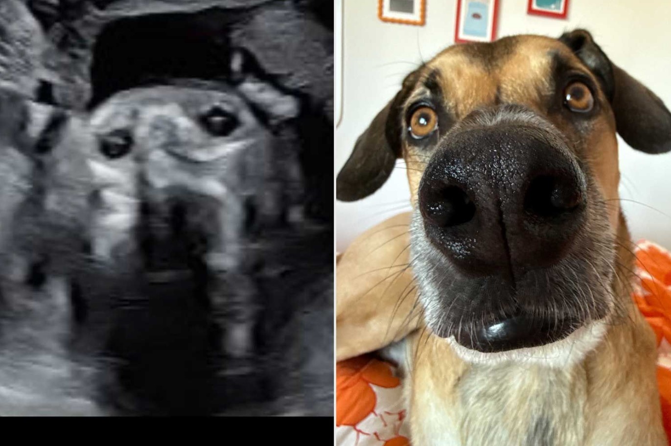 Gravid kvinde chokeret efter at hendes ultralydsbilleder har en 'uhyggelig' lighed med hendes hund