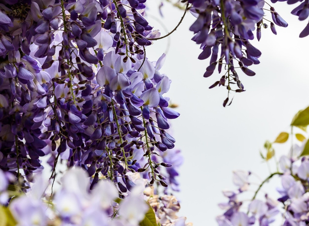 Blåregn vil trives gennem vinteren, hvis du venter med at udføre én opgave indtil januar