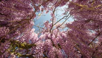 Blåregn vil trives gennem vinteren, hvis du venter med at udføre én opgave indtil januar