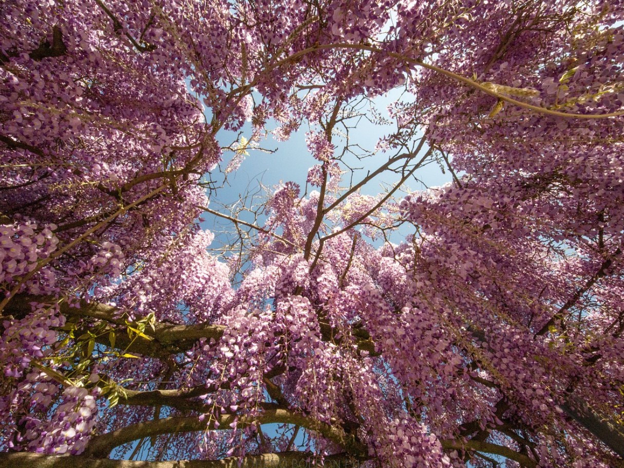 Blåregn vil trives gennem vinteren, hvis du venter med at udføre én opgave indtil januar