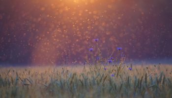 En verden uden myg lyder ideel — men i virkeligheden ville det blive et økologisk mareridt.