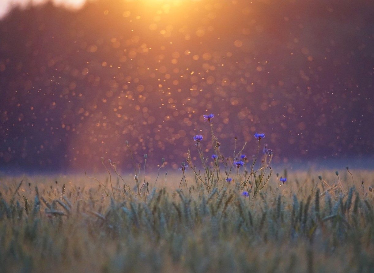 En verden uden myg lyder ideel — men i virkeligheden ville det blive et økologisk mareridt.
