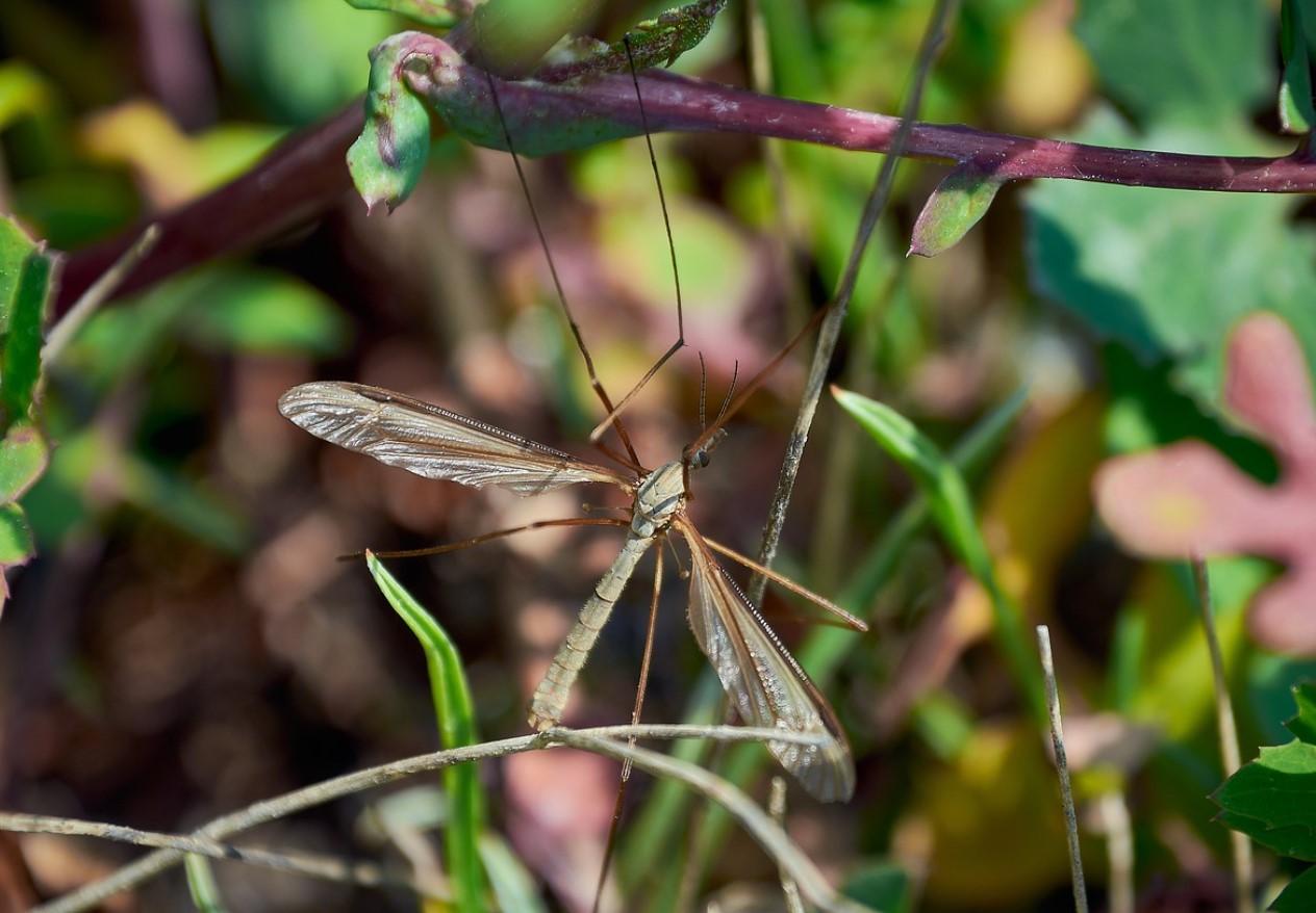 En verden uden myg lyder ideel — men i virkeligheden ville det blive et økologisk mareridt.