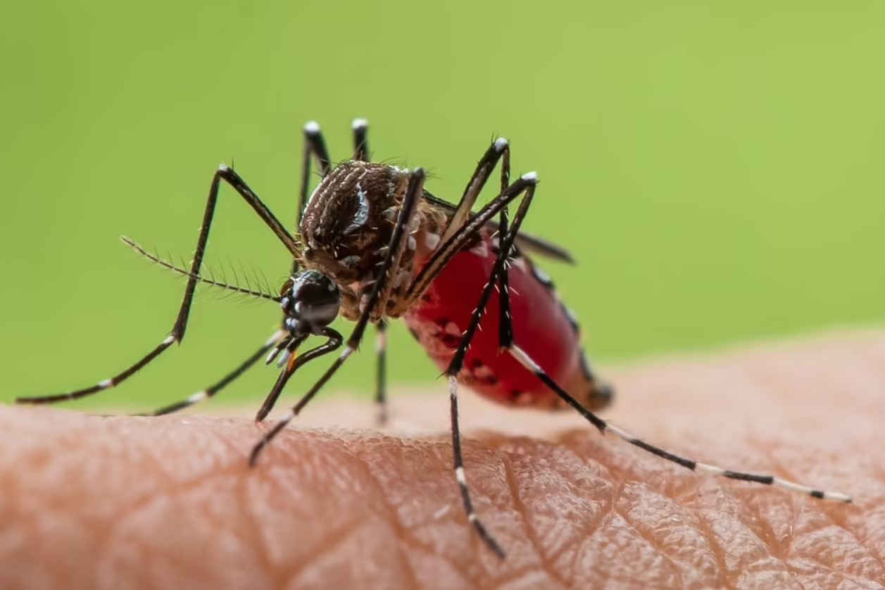 En verden uden myg lyder ideel — men i virkeligheden ville det blive et økologisk mareridt.