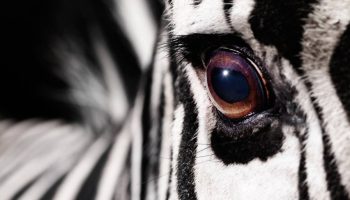 Matematik forklarer mysteriet bag mønstre: hvorfor zebraer har striber og leoparder har pletter