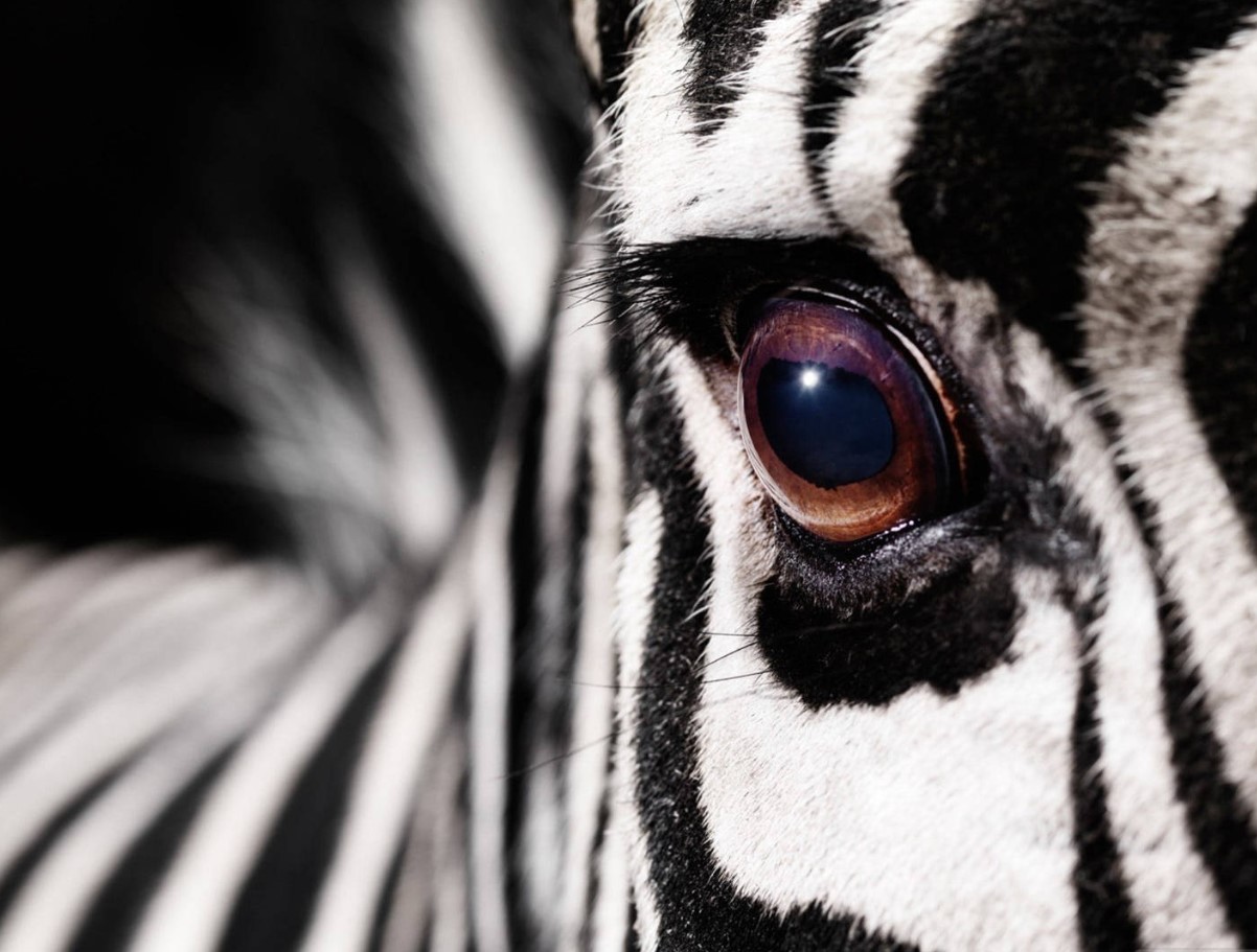 Matematik forklarer mysteriet bag mønstre: hvorfor zebraer har striber og leoparder har pletter