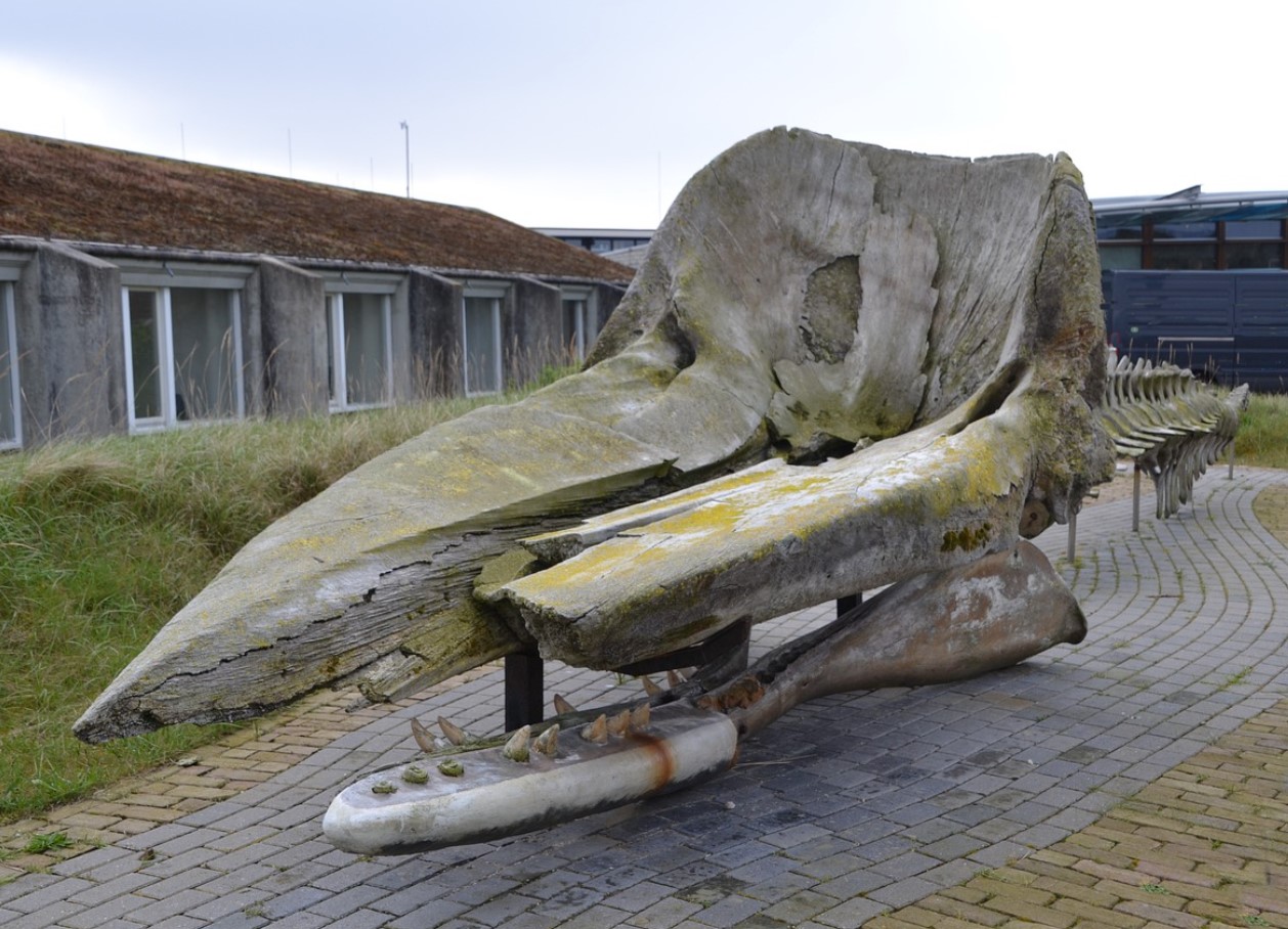 Kæmpen, der hører mørket: dette forhistoriske væsen beviser, at monstre fra afgrunden findes