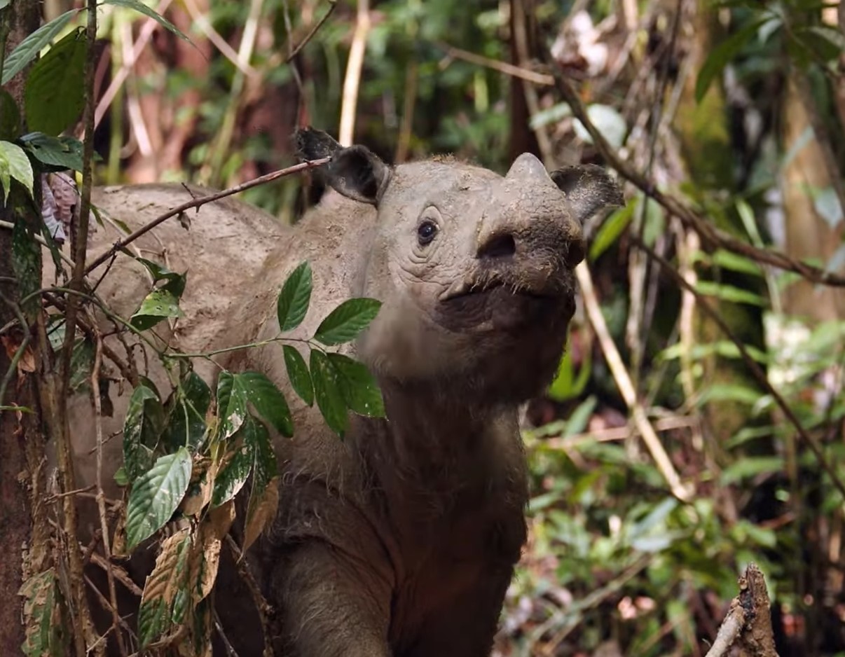 De vandrende døde i naturen: hvem menneskeheden risikerer at miste i de kommende årtier