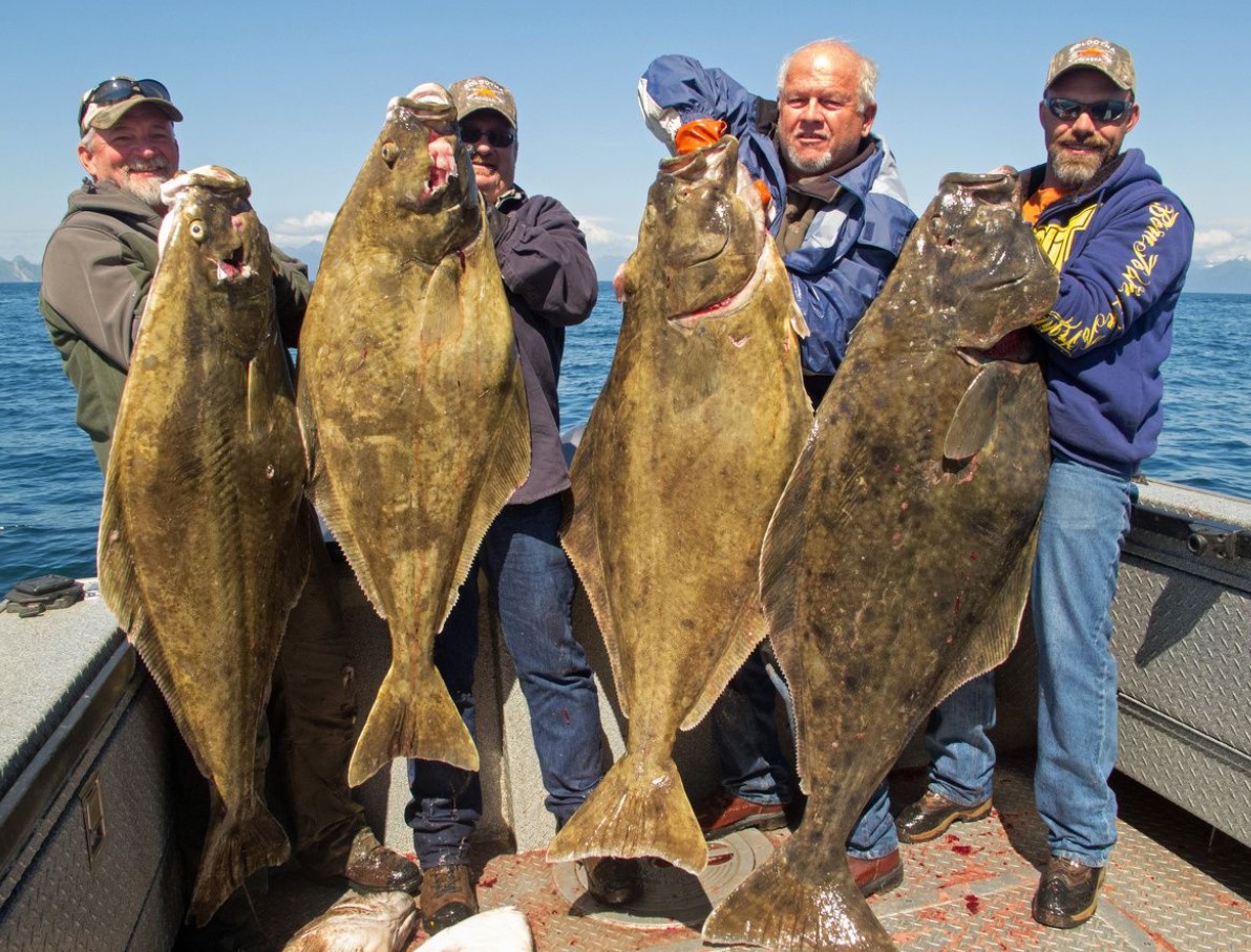 Fisk eller havmonster: hvad lægger du egentlig på din tallerken under dække af hellefisk?