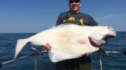 Fisk eller havmonster: hvad lægger du egentlig på din tallerken under dække af hellefisk?