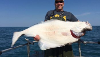 Fisk eller havmonster: hvad lægger du egentlig på din tallerken under dække af hellefisk?
