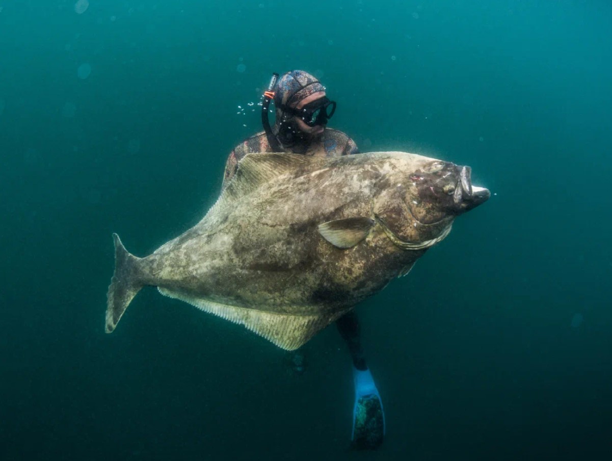 Fisk eller havmonster: hvad lægger du egentlig på din tallerken under dække af hellefisk?