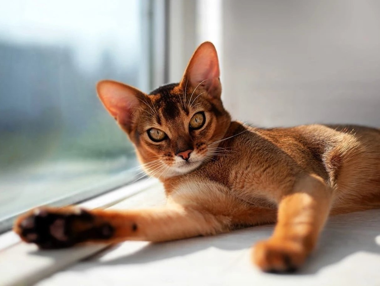 Abyssinierkat