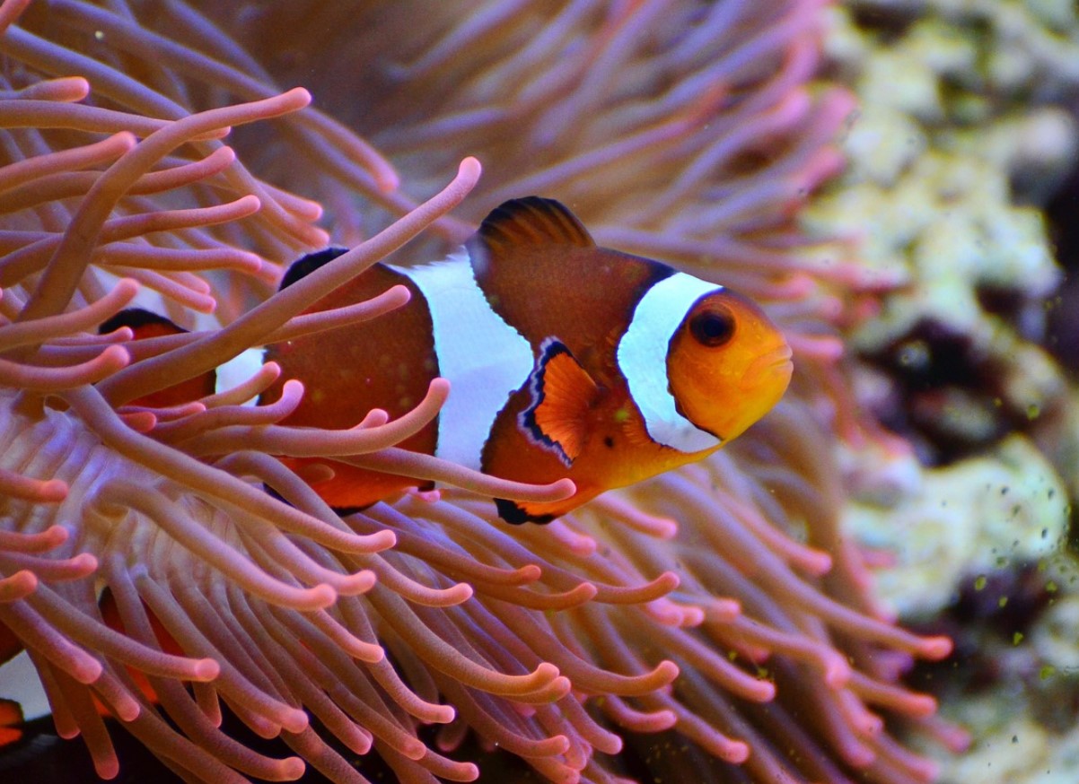 Hedebølge udrydder klovnefisk i det, der skulle have været et sikkert tilflugtssted
