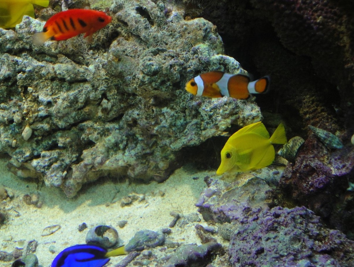 Hedebølge udrydder klovnefisk i det, der skulle have været et sikkert tilflugtssted