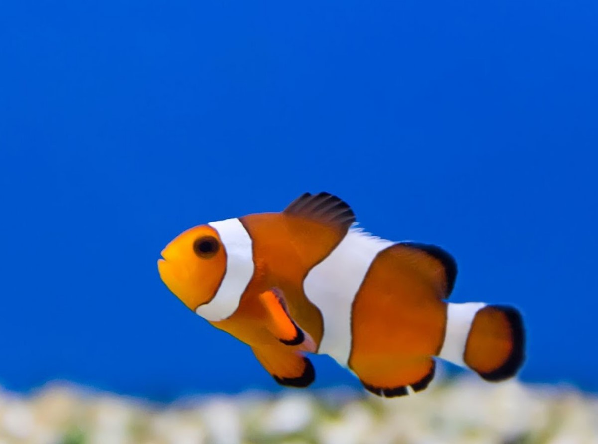 Amphiprion bicinctus