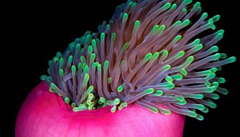 Hedebølge udrydder klovnefisk i det, der skulle have været et sikkert tilflugtssted