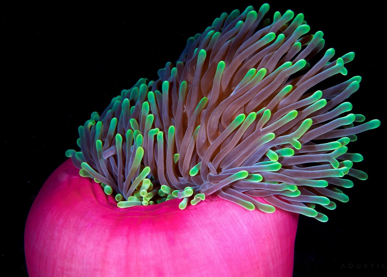 Hedebølge udrydder klovnefisk i det, der skulle have været et sikkert tilflugtssted