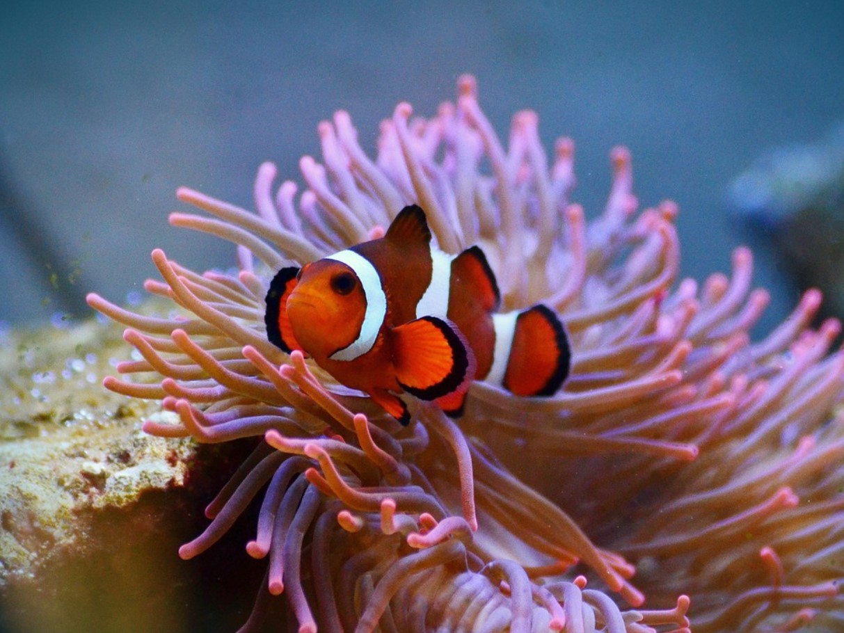 Amphiprion bicinctus