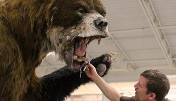 Bjørnen, der terroriserede... sabeltandede tigre