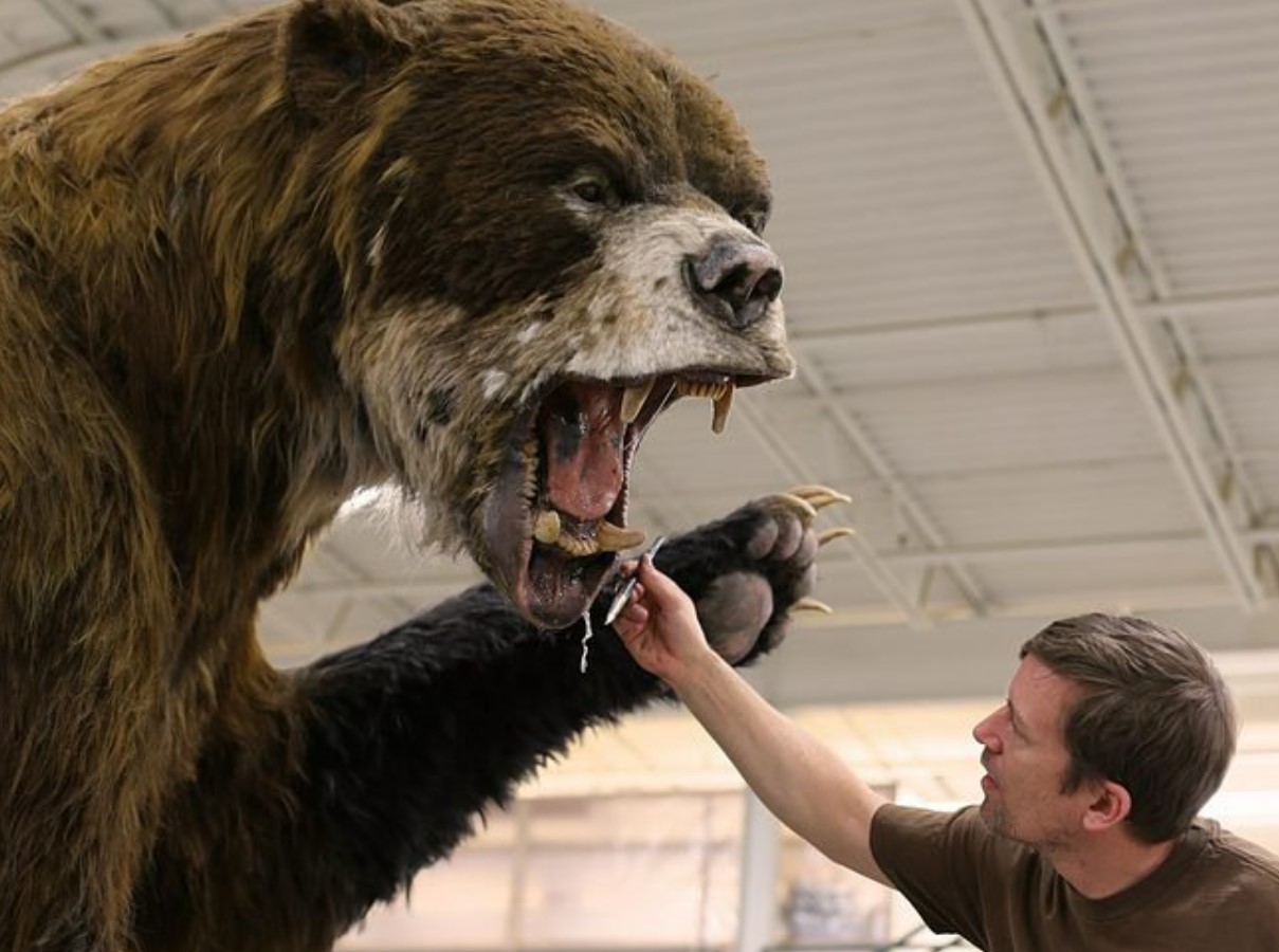 Bjørnen, der terroriserede... sabeltandede tigre