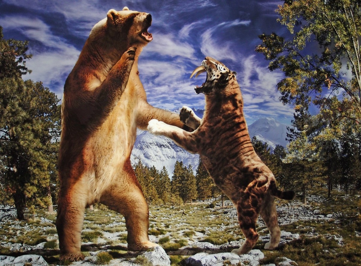 Bjørnen, der terroriserede... sabeltandede tigre