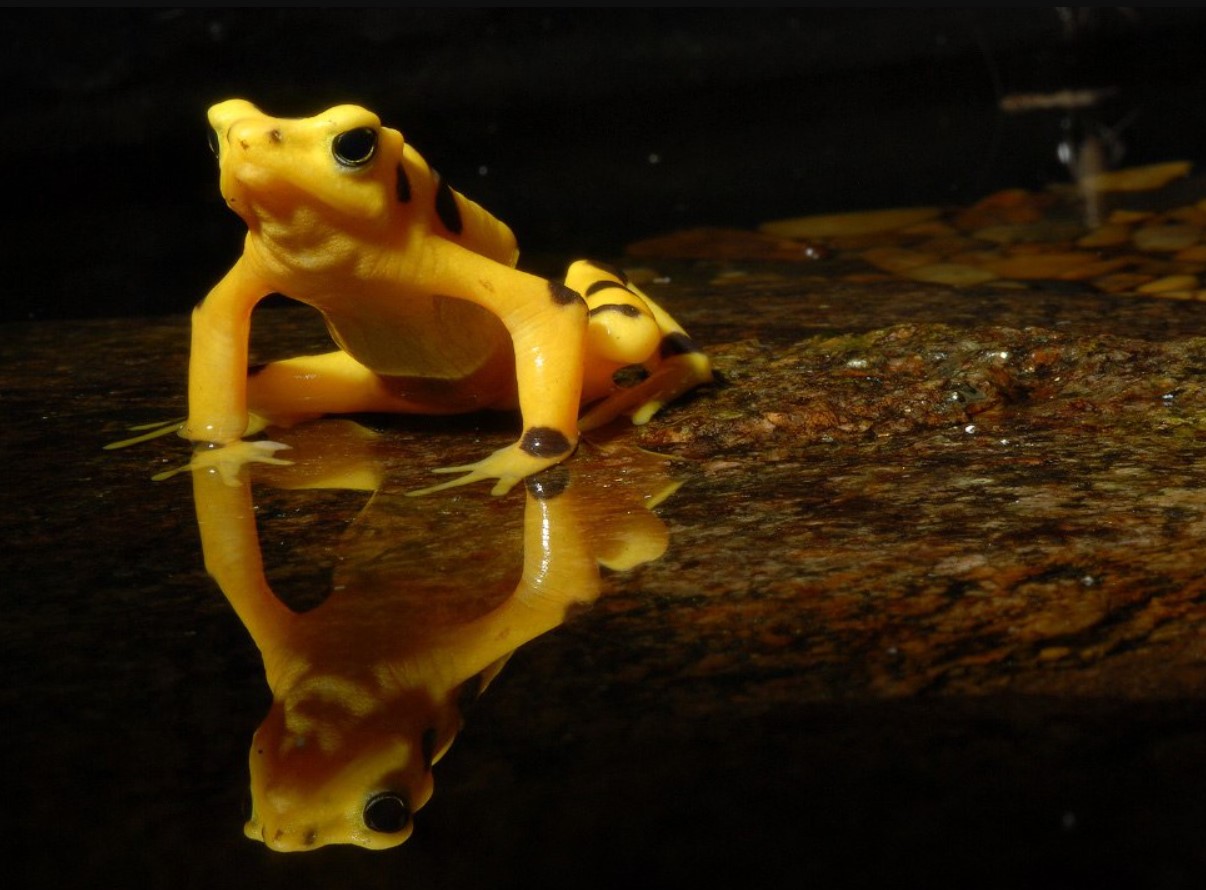 Døve frøer: hvorfor de kommunikerer ved hjælp af gestus og hilser på rovdyr