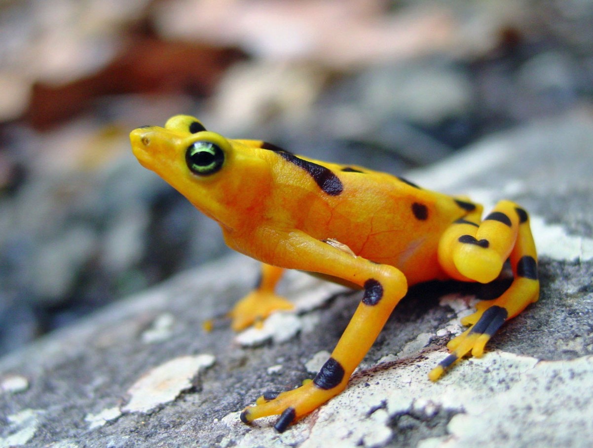 Atelopus zeteki