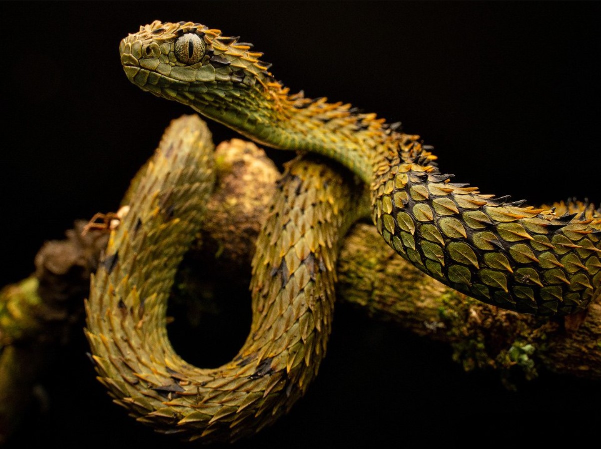 Atheris hispida