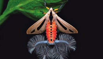Baphomet-møl, eller den mest skræmmende sommerfugl på jorden