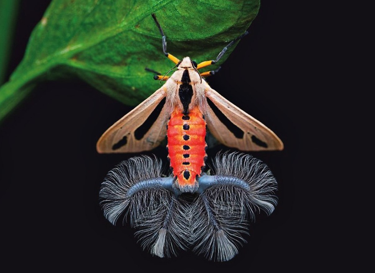 Baphomet-møl, eller den mest skræmmende sommerfugl på jorden