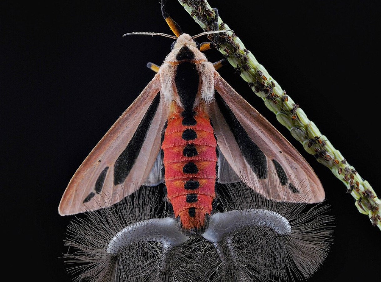 Baphomet-møl, eller den mest skræmmende sommerfugl på jorden