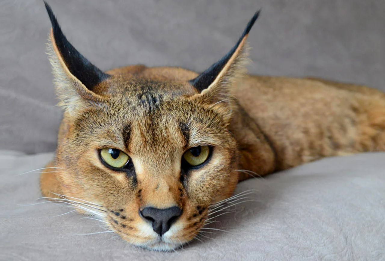 Sød i udseende, nådesløs i handling: katte, der fungerer bedre end fælder — ikke en eneste rotte vil undslippe