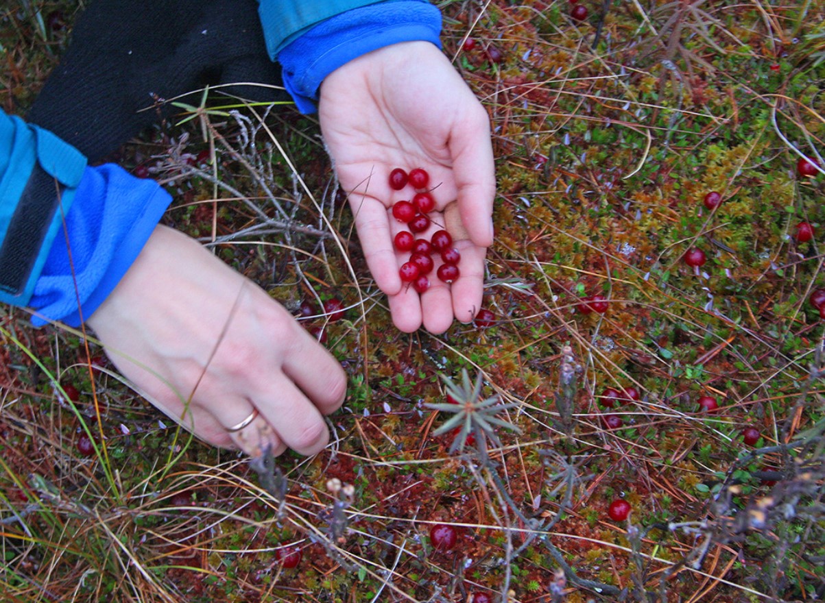 "Jeg vil hellere brænde mig selv levende": folk er chokerede over at høre, hvordan den populære bær faktisk dyrkes
