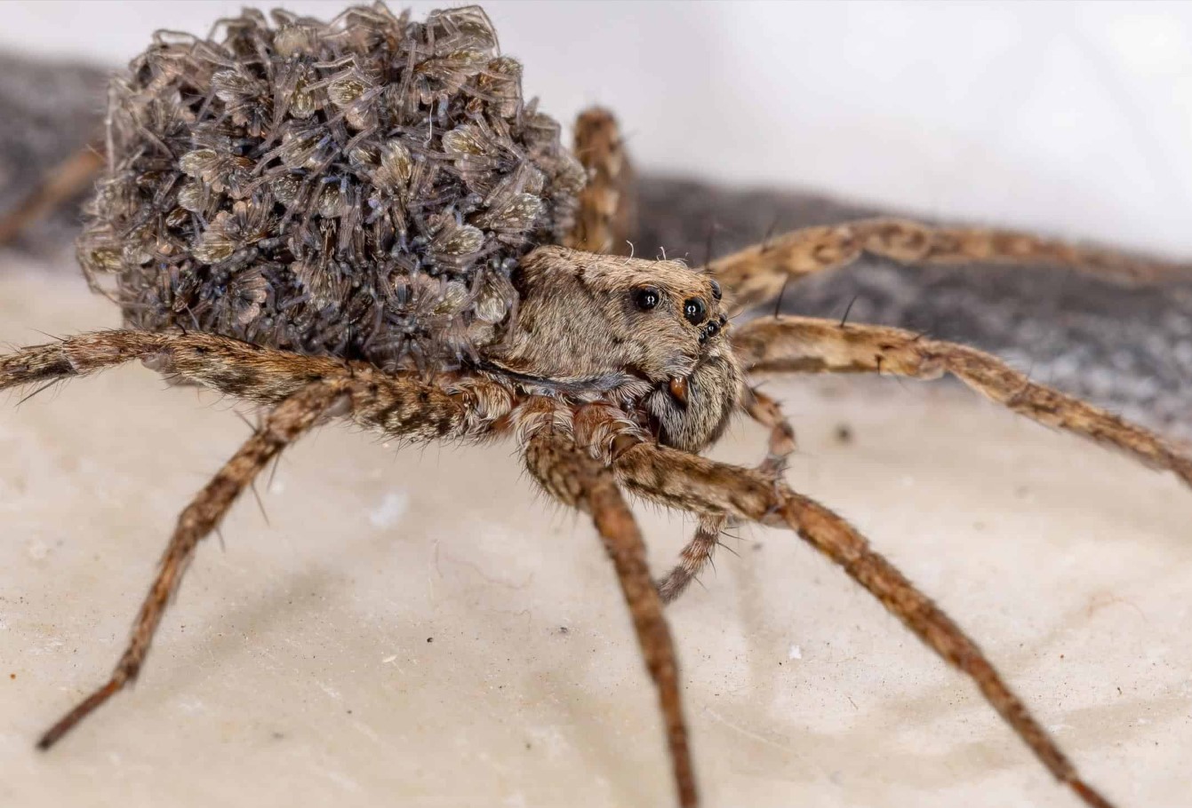 "Jeg vil hellere brænde mig selv levende": folk er chokerede over at høre, hvordan den populære bær faktisk dyrkes