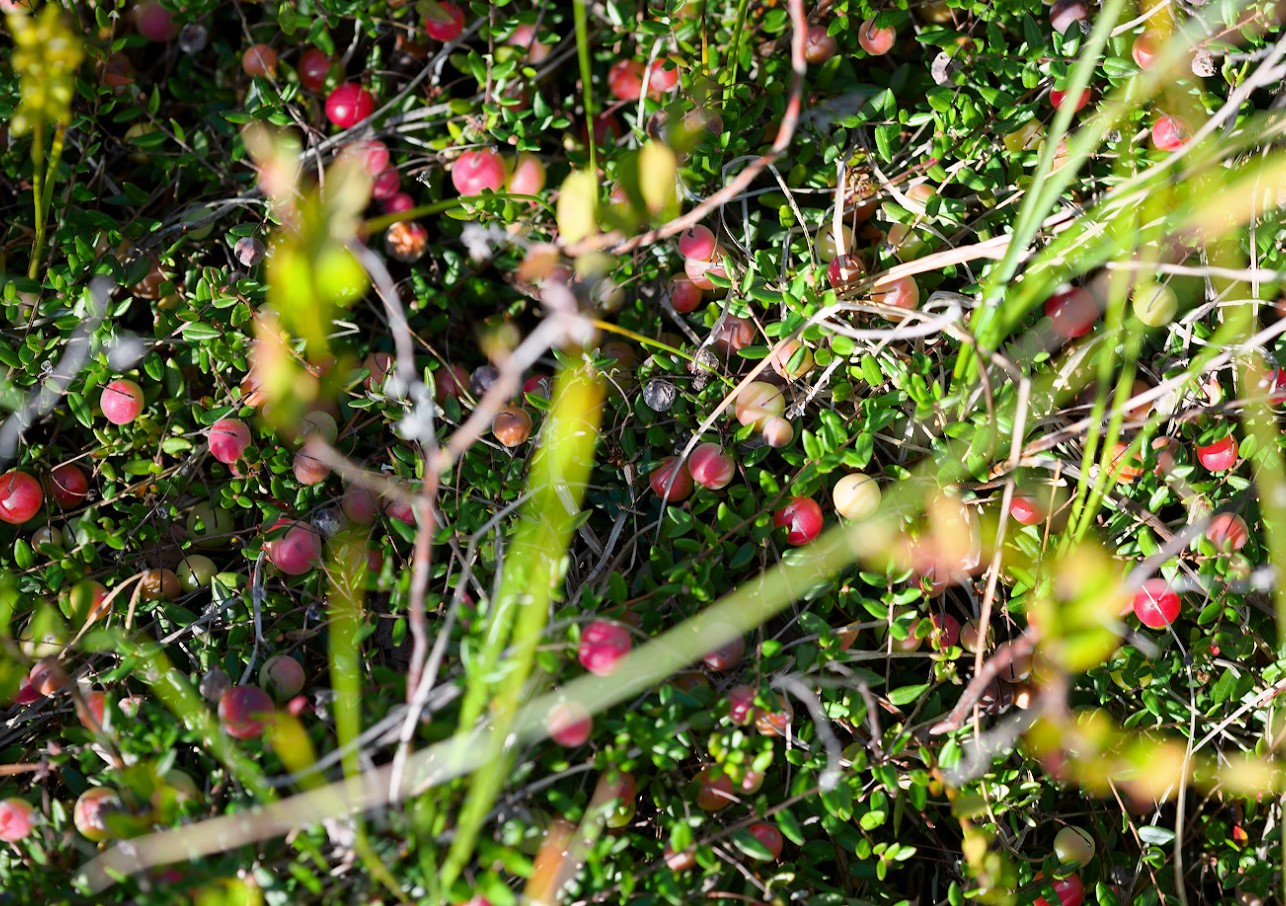 "Jeg vil hellere brænde mig selv levende": folk er chokerede over at høre, hvordan den populære bær faktisk dyrkes