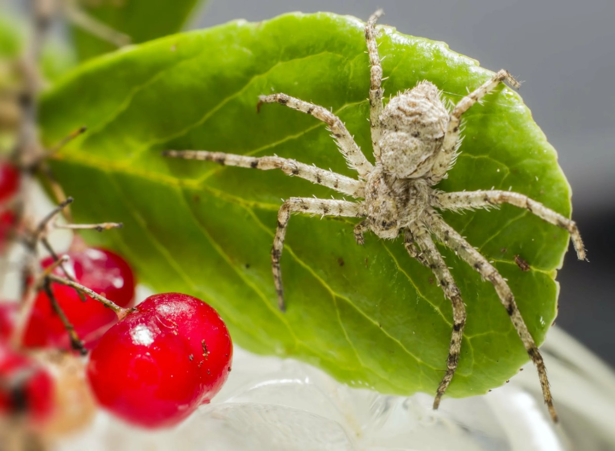 "Jeg vil hellere brænde mig selv levende": folk er chokerede over at høre, hvordan den populære bær faktisk dyrkes